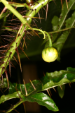 Solanum atropurpureum RCP9-06 125.jpg